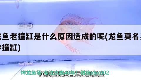 龍魚老撞缸是什么原因造成的呢(龍魚莫名其妙撞缸)