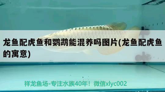 龍魚(yú)配虎魚(yú)和鸚鵡能混養(yǎng)嗎圖片(龍魚(yú)配虎魚(yú)的寓意)