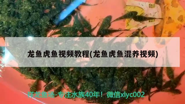 龍魚虎魚視頻教程(龍魚虎魚混養(yǎng)視頻) 虎魚百科