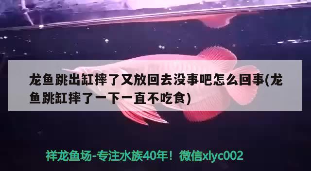 龍魚跳出缸摔了又放回去沒事吧怎么回事(龍魚跳缸摔了一下一直不吃食)