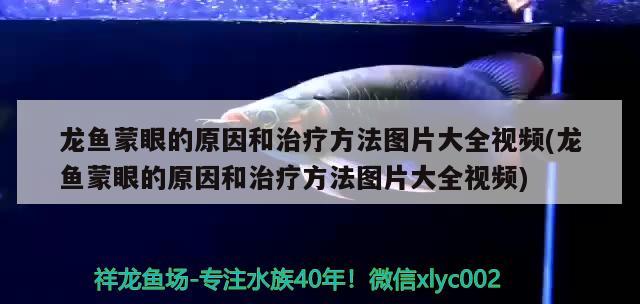 龍魚蒙眼的原因和治療方法圖片大全視頻(龍魚蒙眼的原因和治療方法圖片大全視頻)