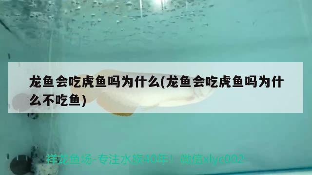 龍魚會吃虎魚嗎為什么(龍魚會吃虎魚嗎為什么不吃魚) 虎魚百科