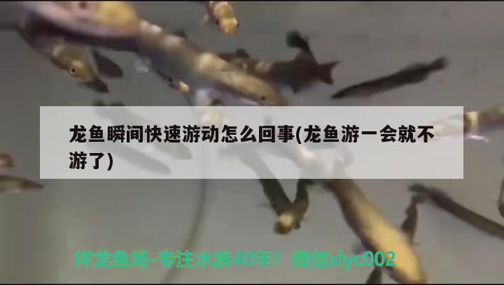 龍魚瞬間快速游動怎么回事(龍魚游一會就不游了)