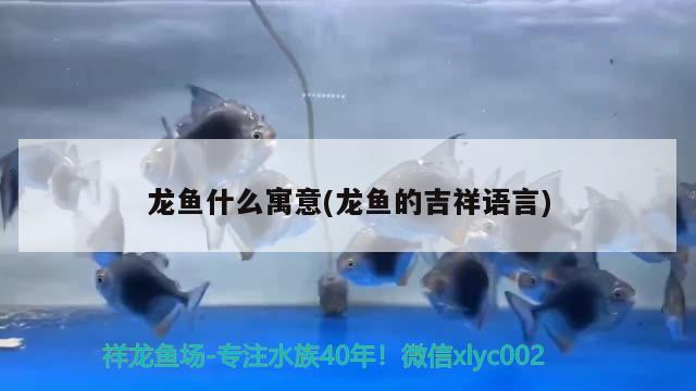 龍魚什么寓意(龍魚的吉祥語言)