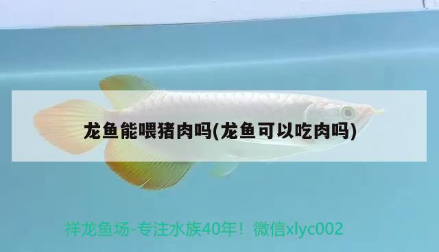 龍魚能喂豬肉嗎(龍魚可以吃肉嗎)