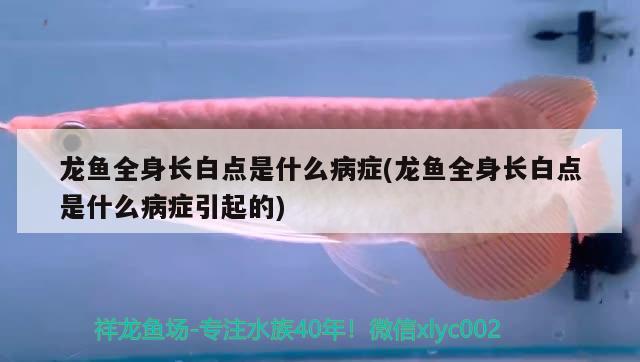 龍魚全身長白點是什么病癥(龍魚全身長白點是什么病癥引起的) 狗頭魚