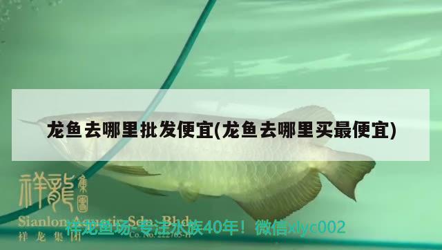 龍魚去哪里批發(fā)便宜(龍魚去哪里買最便宜) 羽毛刀魚苗