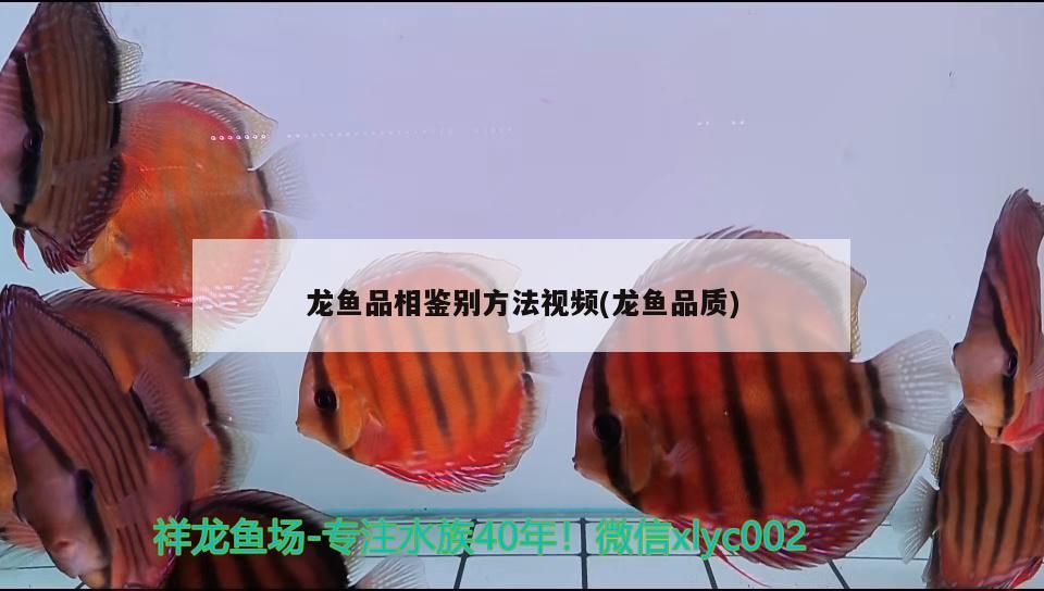 龍魚品相鑒別方法視頻(龍魚品質(zhì))