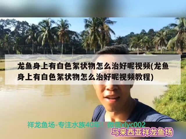 龍魚身上有白色絮狀物怎么治好呢視頻(龍魚身上有白色絮狀物怎么治好呢視頻教程) 飛鳳魚