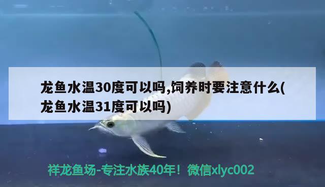 龍魚水溫30度可以嗎,飼養(yǎng)時要注意什么(龍魚水溫31度可以嗎)