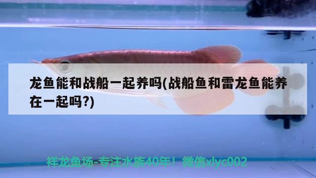 龍魚能和戰(zhàn)船一起養(yǎng)嗎(戰(zhàn)船魚和雷龍魚能養(yǎng)在一起嗎?)