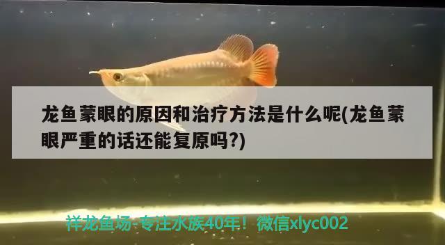 龍魚蒙眼的原因和治療方法是什么呢(龍魚蒙眼嚴重的話還能復(fù)原嗎?)