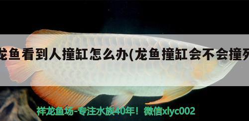 龍魚看到人撞缸怎么辦(龍魚撞缸會(huì)不會(huì)撞死)