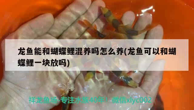 龍魚能和蝴蝶鯉混養(yǎng)嗎怎么養(yǎng)(龍魚可以和蝴蝶鯉一塊放嗎)