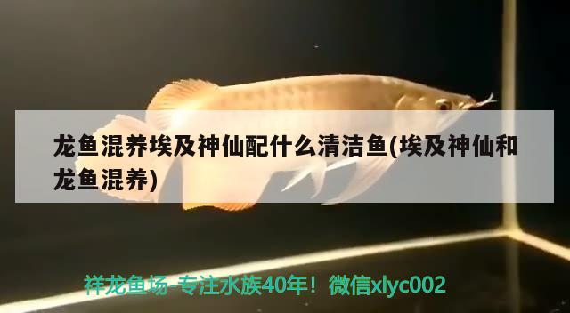 龍魚混養(yǎng)埃及神仙配什么清潔魚(埃及神仙和龍魚混養(yǎng))