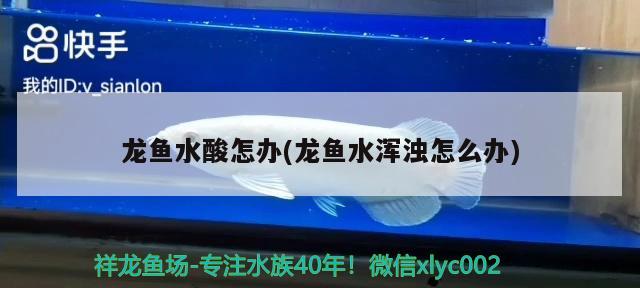 龍魚(yú)水酸怎辦(龍魚(yú)水渾濁怎么辦) 黑白雙星魚(yú)