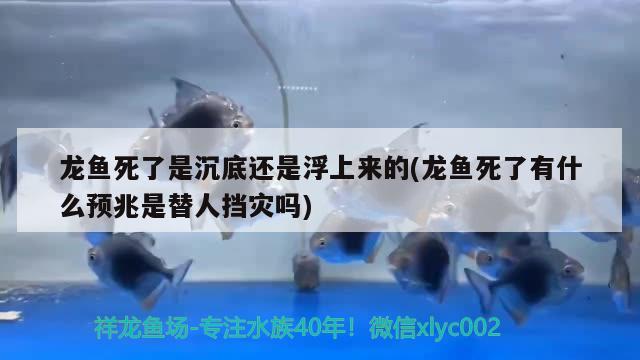 龍魚死了是沉底還是浮上來的(龍魚死了有什么預(yù)兆是替人擋災(zāi)嗎) 帝王血鉆魚