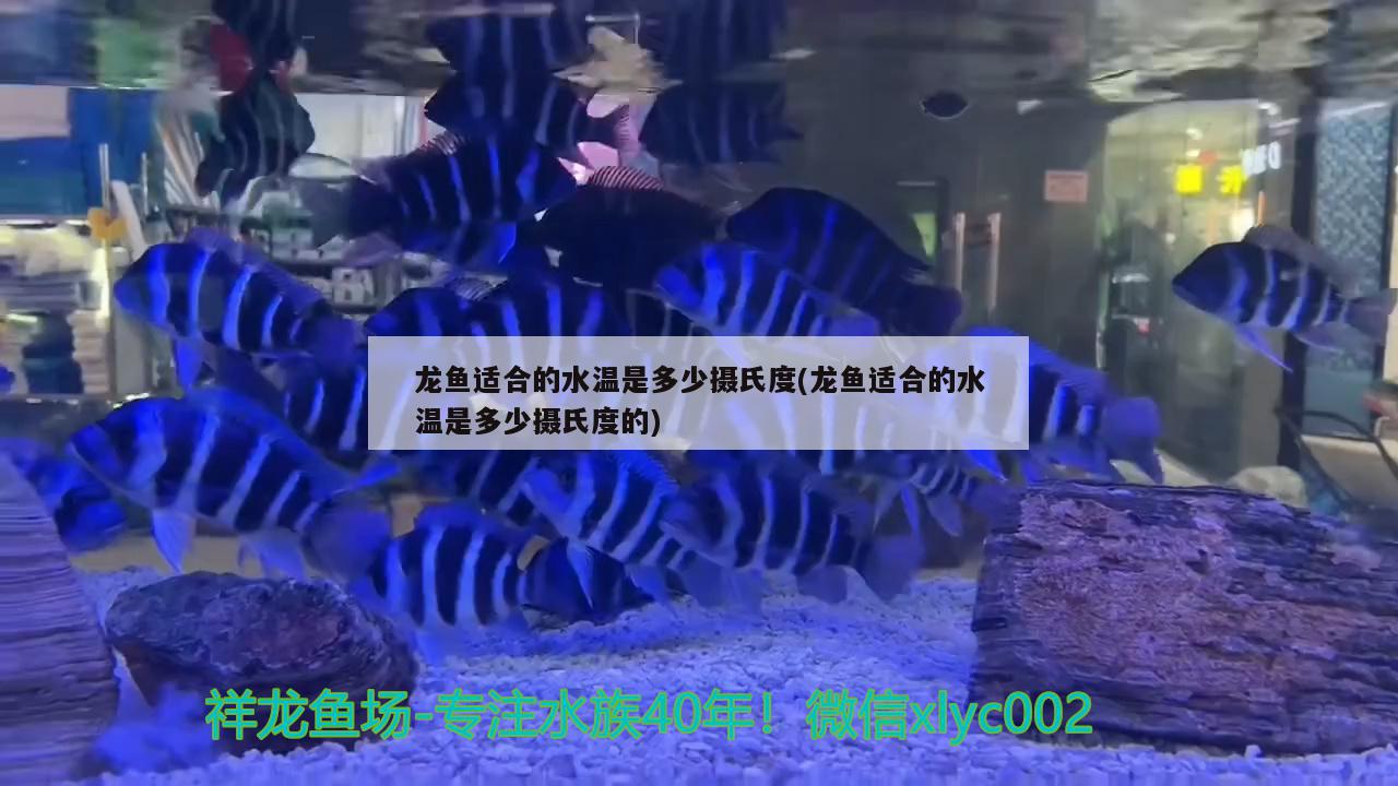 龍魚適合的水溫是多少攝氏度(龍魚適合的水溫是多少攝氏度的)