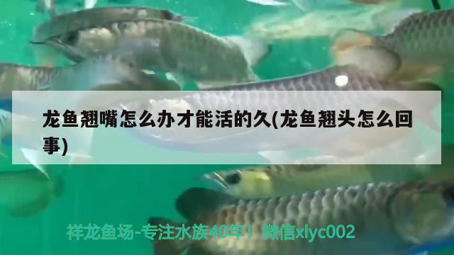 龍魚翹嘴怎么辦才能活的久(龍魚翹頭怎么回事) 水族燈（魚缸燈）