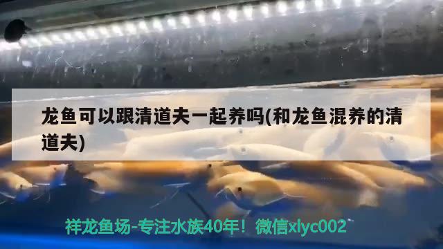 龍魚可以跟清道夫一起養(yǎng)嗎(和龍魚混養(yǎng)的清道夫) 粗線銀版魚