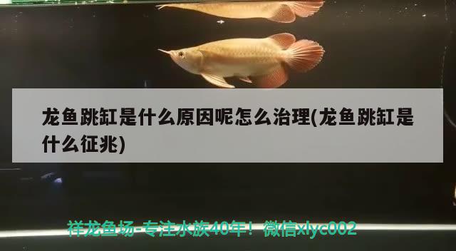 龍魚跳缸是什么原因呢怎么治理(龍魚跳缸是什么征兆)