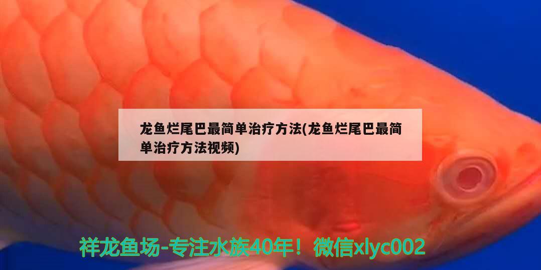 龍魚爛尾巴最簡單治療方法(龍魚爛尾巴最簡單治療方法視頻) 海水魚（海水魚批發(fā)）