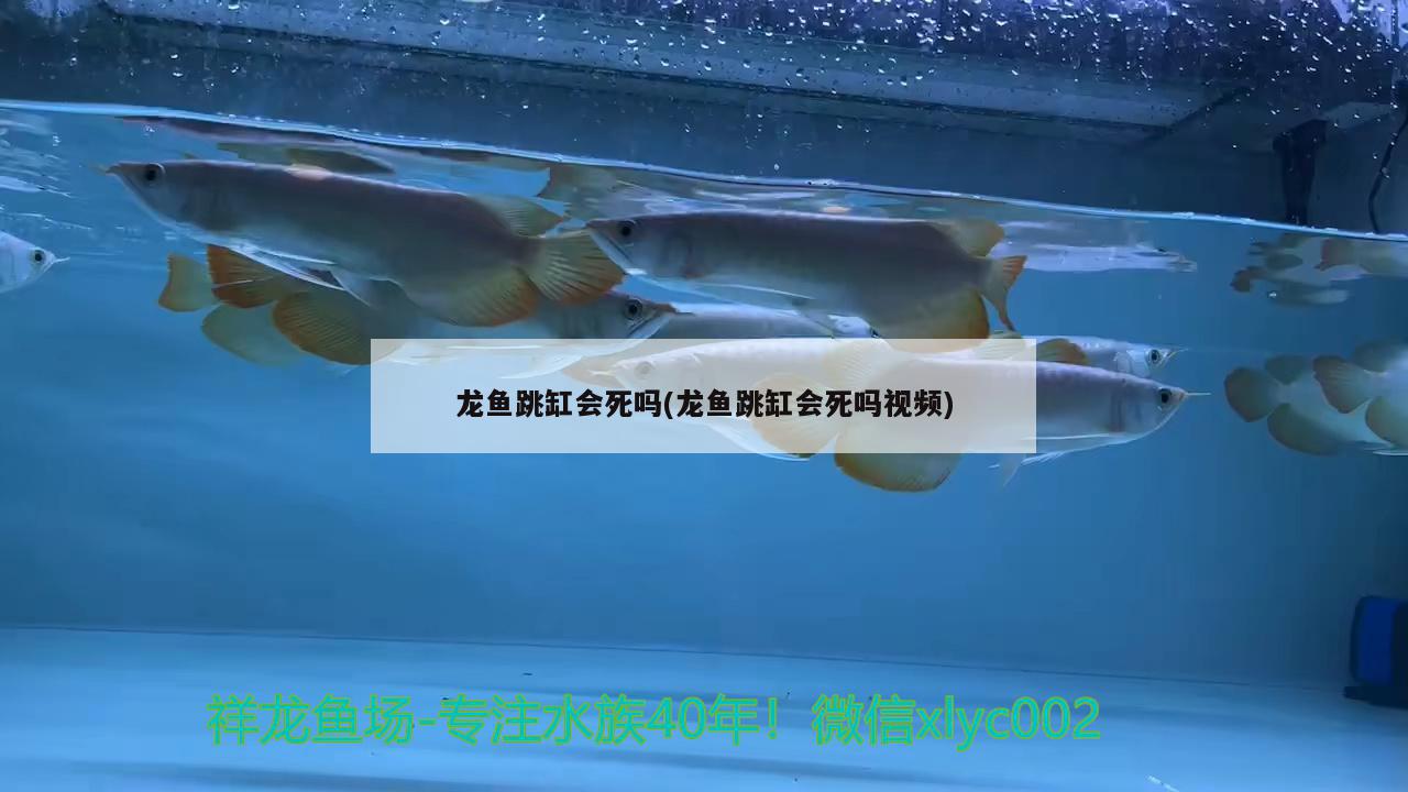 龍魚跳缸會死嗎(龍魚跳缸會死嗎視頻)