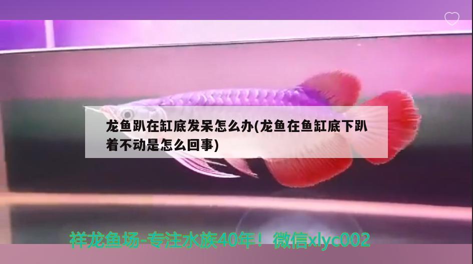 龍魚趴在缸底發(fā)呆怎么辦(龍魚在魚缸底下趴著不動是怎么回事) 硝化細(xì)菌