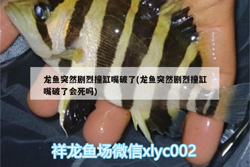 龍魚突然劇烈撞缸嘴破了(龍魚突然劇烈撞缸嘴破了會死嗎)