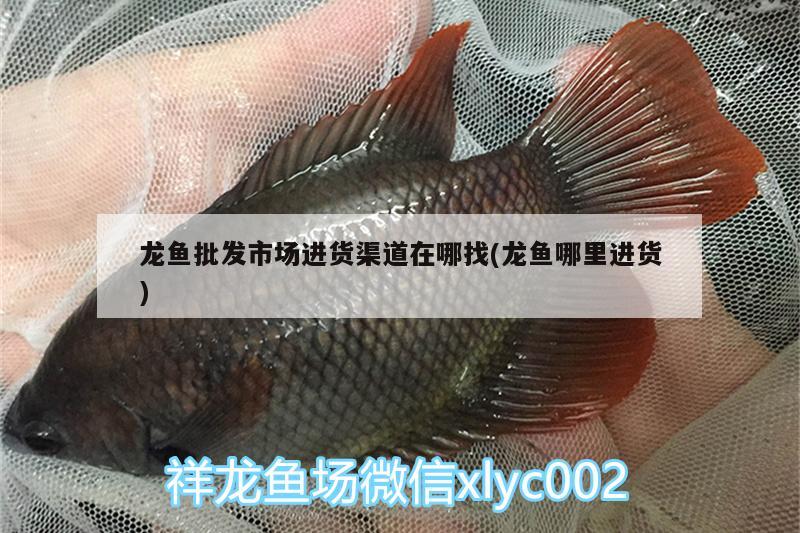 龍魚(yú)批發(fā)市場(chǎng)進(jìn)貨渠道在哪找(龍魚(yú)哪里進(jìn)貨)