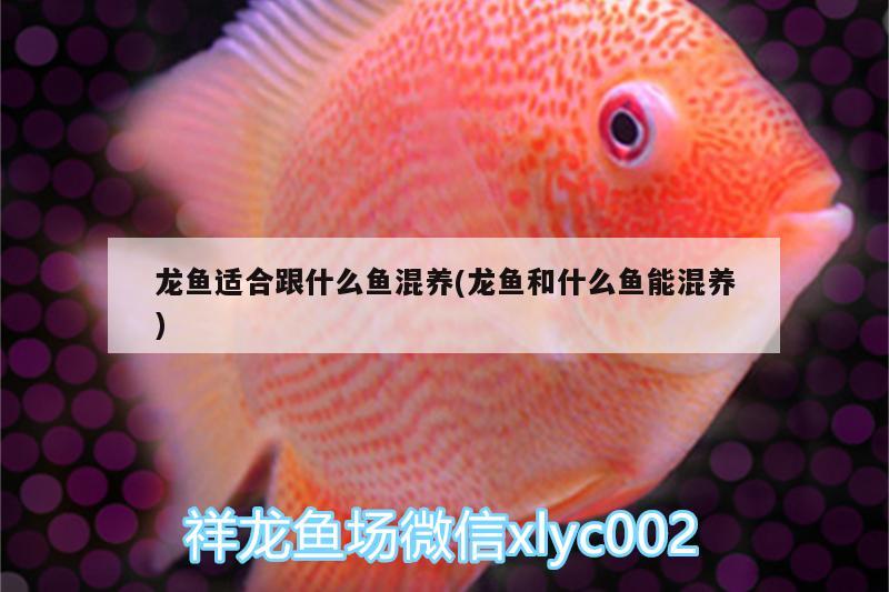 龍魚(yú)適合跟什么魚(yú)混養(yǎng)(龍魚(yú)和什么魚(yú)能混養(yǎng)) 龍魚(yú)專用燈