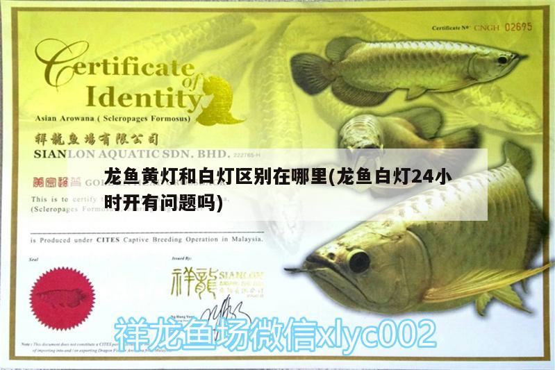 龍魚黃燈和白燈區(qū)別在哪里(龍魚白燈24小時(shí)開有問(wèn)題嗎) 其他品牌魚缸