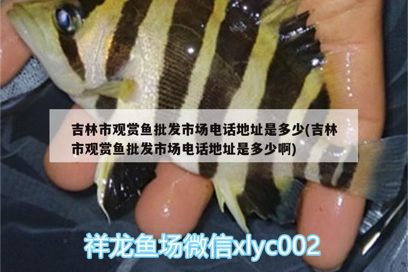 吉林市觀賞魚批發(fā)市場電話地址是多少(吉林市觀賞魚批發(fā)市場電話地址是多少啊) 觀賞魚批發(fā)