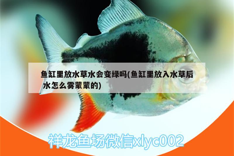 魚缸里放水草水會變綠嗎(魚缸里放入水草后水怎么霧蒙蒙的) 水草