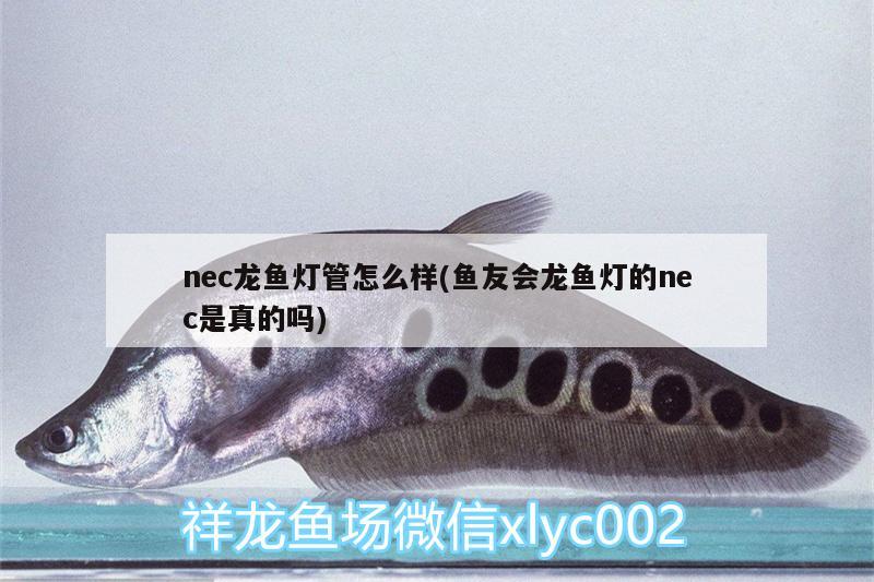 nec龍魚燈管怎么樣(魚友會龍魚燈的nec是真的嗎)