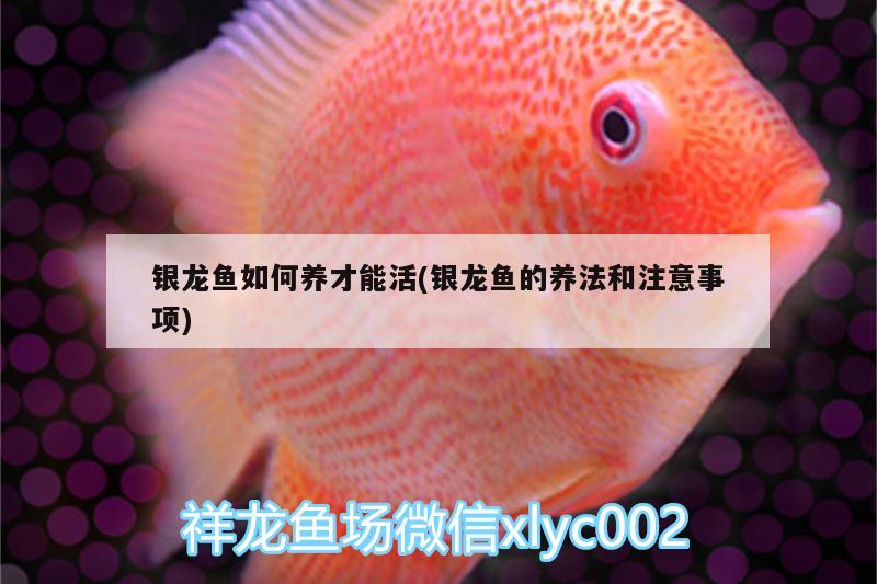 銀龍魚如何養(yǎng)才能活(銀龍魚的養(yǎng)法和注意事項(xiàng))