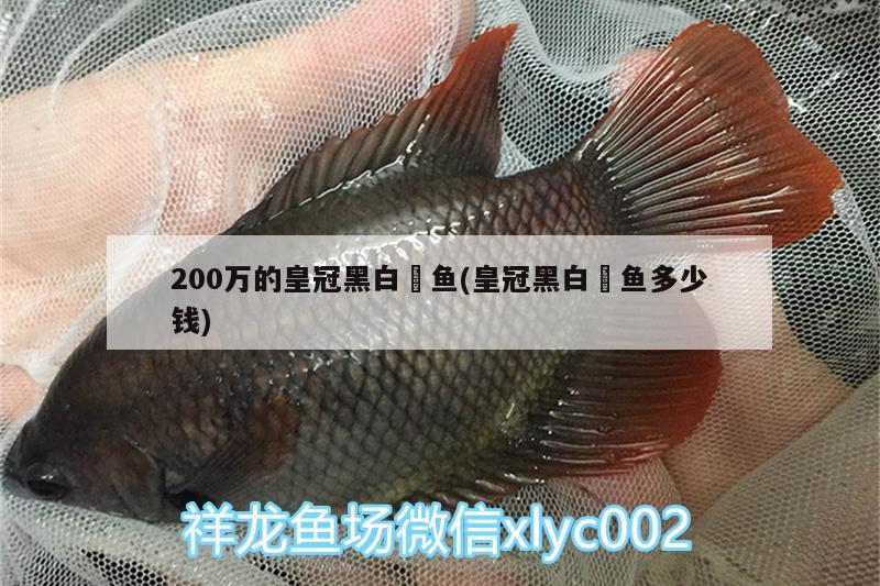 200萬的皇冠黑白魟魚(皇冠黑白魟魚多少錢)