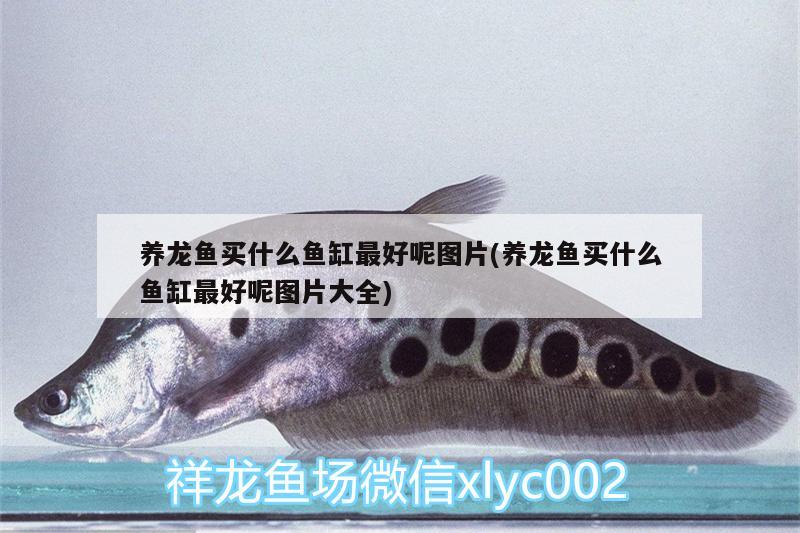 養(yǎng)龍魚(yú)買(mǎi)什么魚(yú)缸最好呢圖片(養(yǎng)龍魚(yú)買(mǎi)什么魚(yú)缸最好呢圖片大全) 綠皮皇冠豹魚(yú)