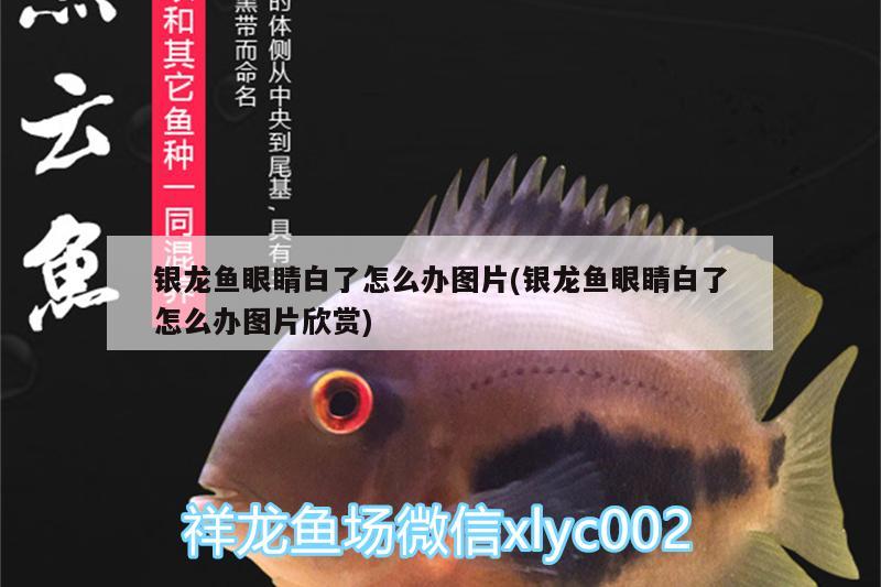 銀龍魚眼睛白了怎么辦圖片(銀龍魚眼睛白了怎么辦圖片欣賞) 銀龍魚