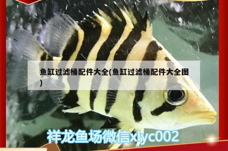 魚缸過濾桶配件大全(魚缸過濾桶配件大全圖) 星點(diǎn)金龍魚