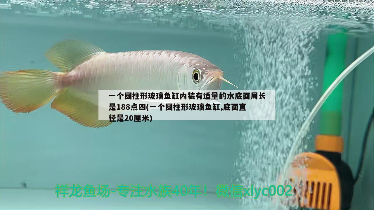 清理魚缸小妙招(清理魚缸的方法) 斑馬鴨嘴魚