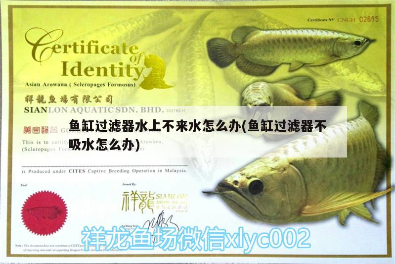 魚(yú)缸過(guò)濾器水上不來(lái)水怎么辦(魚(yú)缸過(guò)濾器不吸水怎么辦) 水族雜談