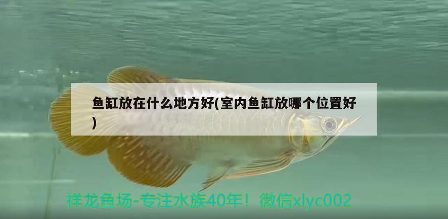 魚缸放在什么地方好(室內(nèi)魚缸放哪個位置好) 金老虎魚