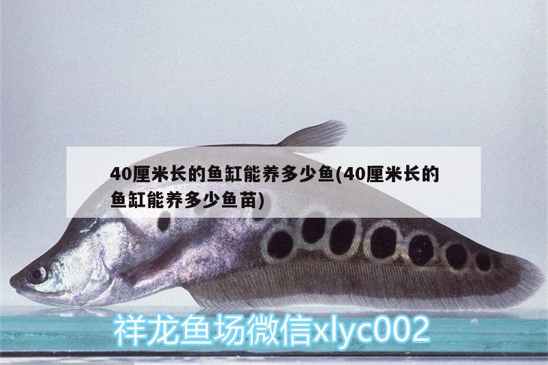 40厘米長(zhǎng)的魚缸能養(yǎng)多少魚(40厘米長(zhǎng)的魚缸能養(yǎng)多少魚苗)