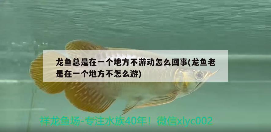 龍魚總是在一個(gè)地方不游動(dòng)怎么回事(龍魚老是在一個(gè)地方不怎么游) 和尚魚