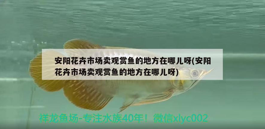 安陽(yáng)花卉市場(chǎng)賣觀賞魚(yú)的地方在哪兒呀(安陽(yáng)花卉市場(chǎng)賣觀賞魚(yú)的地方在哪兒呀)