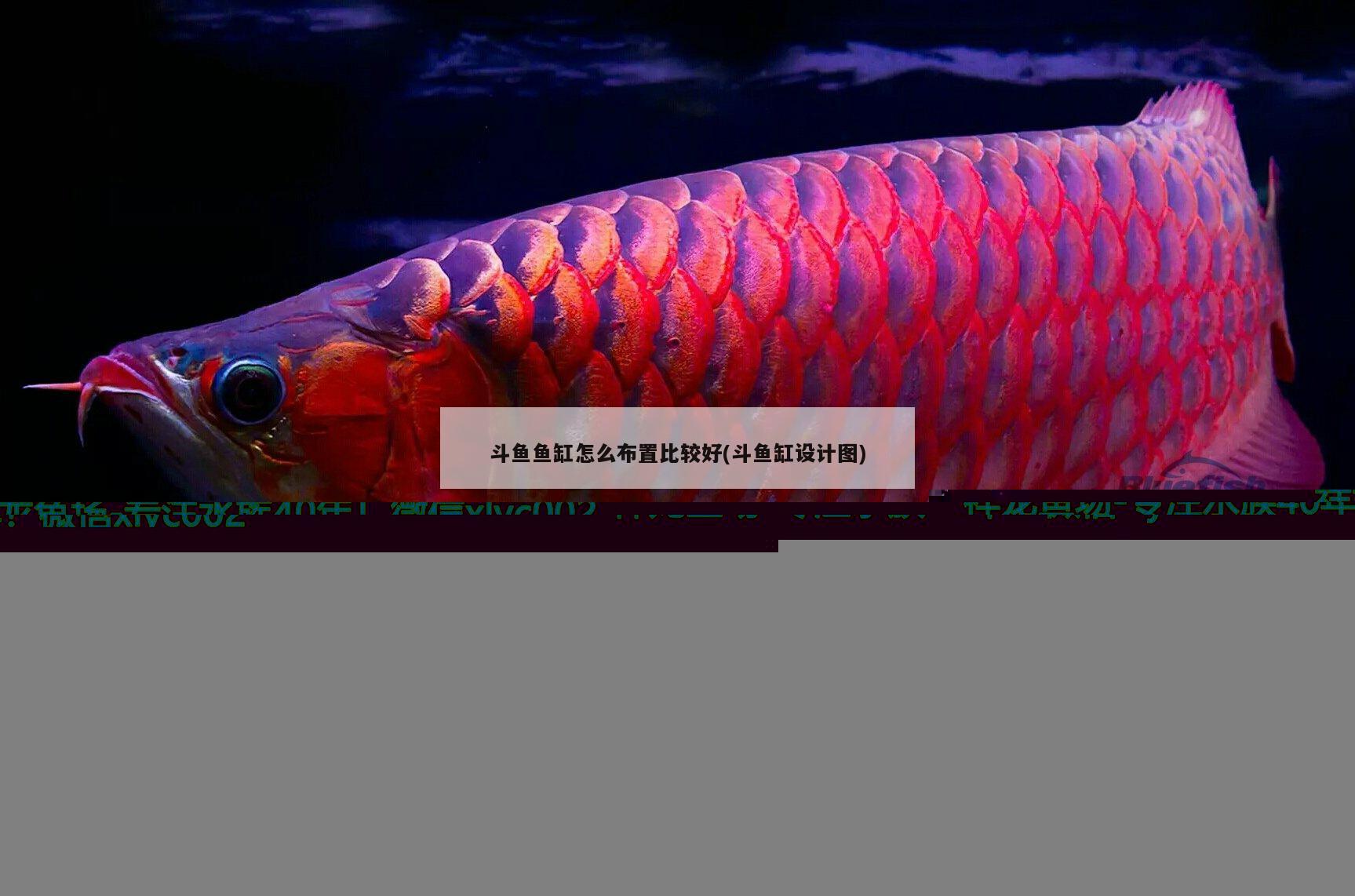 斗魚(yú)魚(yú)缸怎么布置比較好(斗魚(yú)缸設(shè)計(jì)圖) 丹頂錦鯉魚(yú)