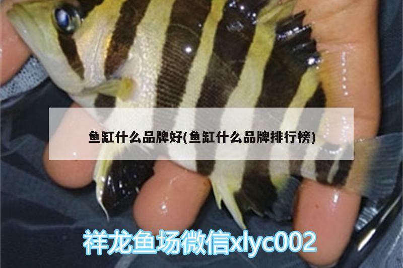 魚缸什么品牌好(魚缸什么品牌排行榜)