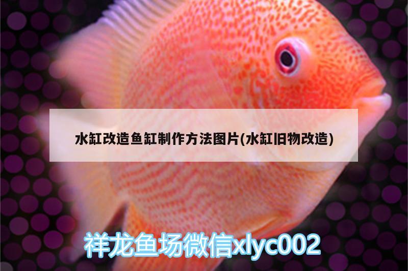 水缸改造魚缸制作方法圖片(水缸舊物改造) 赤荔鳳冠魚