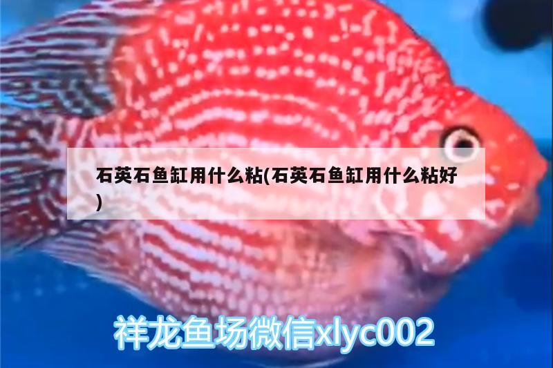 石英石魚缸用什么粘(石英石魚缸用什么粘好) 和尚魚 第2張